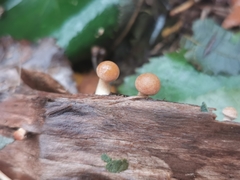 Simocybe sumptuosa