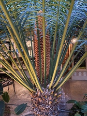 Cycas