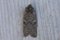 Lithophane antennata