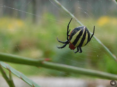 Alpaida quadrilorata