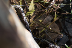 Afrotyphlops mucruso