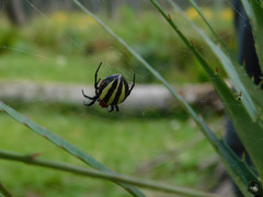 Alpaida quadrilorata