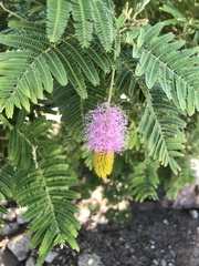 Dichrostachys