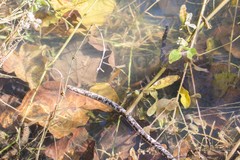 Afrotyphlops mucruso