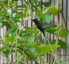 Orthorhyncus cristatus