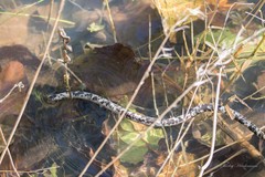 Afrotyphlops mucruso