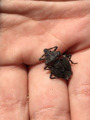 Brochymena carolinensis