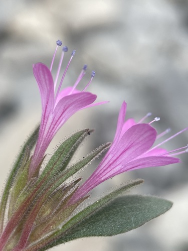 Image of Collomia debilis by (c) Matt Berger, some rights reserved (CC BY)