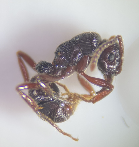 South American grooved ant