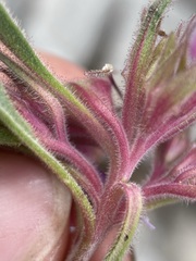 Collomia debilis debilis