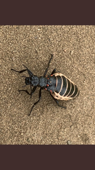 Pseudomeloe miniaceomaculatus