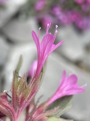Collomia debilis debilis