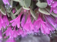 Collomia debilis debilis