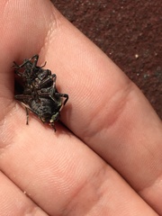 Brochymena carolinensis