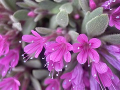 Collomia debilis debilis