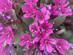 Collomia debilis debilis