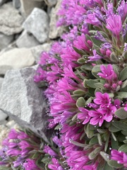 Collomia debilis debilis