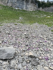 Collomia debilis debilis