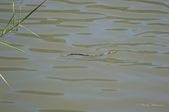 Afrotyphlops mucruso