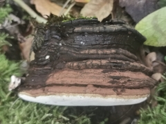 Ganoderma adspersum