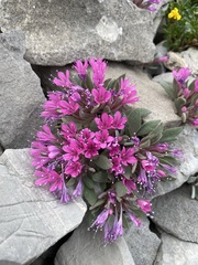 Collomia debilis debilis