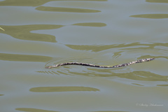 Afrotyphlops mucruso