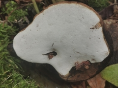 Ganoderma adspersum