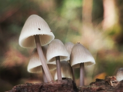 Mycena polygramma