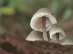 Mycena polygramma