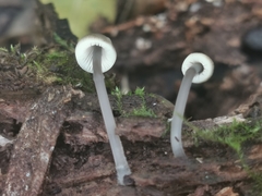 Mycena polygramma