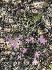 Stenotis asperuloides