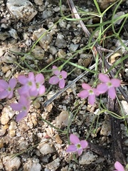Stenotis asperuloides