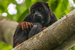 Alouatta discolor