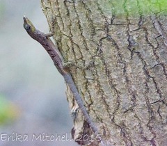 Anolis roquet salinei