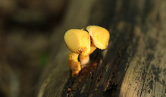 Pleuroflammula tuberculosa