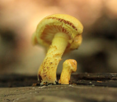 Pleuroflammula tuberculosa