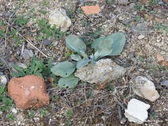 Cynoglossum cheirifolium