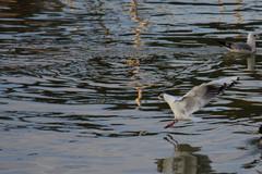 Chroicocephalus ridibundus