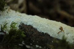 Cerocorticium