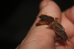 Gryllotalpa africana