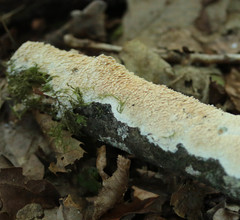 Cerocorticium