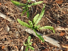 Anchusa undulata