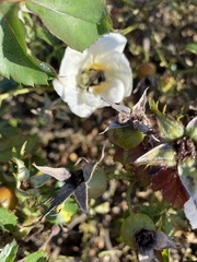 Bombus impatiens