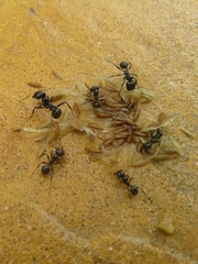 Messor barbarus