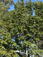 Quercus montana