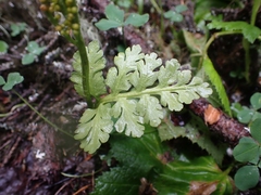 Botrychium pinnatum image