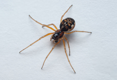 Pachygnatha listeri