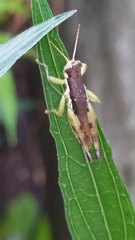 Pseudoxya