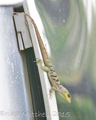 Anolis roquet salinei
