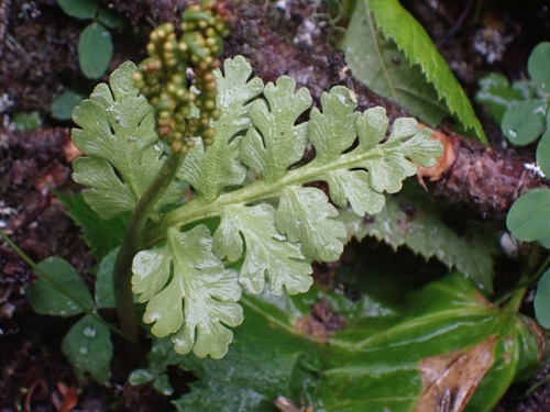 Image of Botrychium pinnatum by no rights reserved